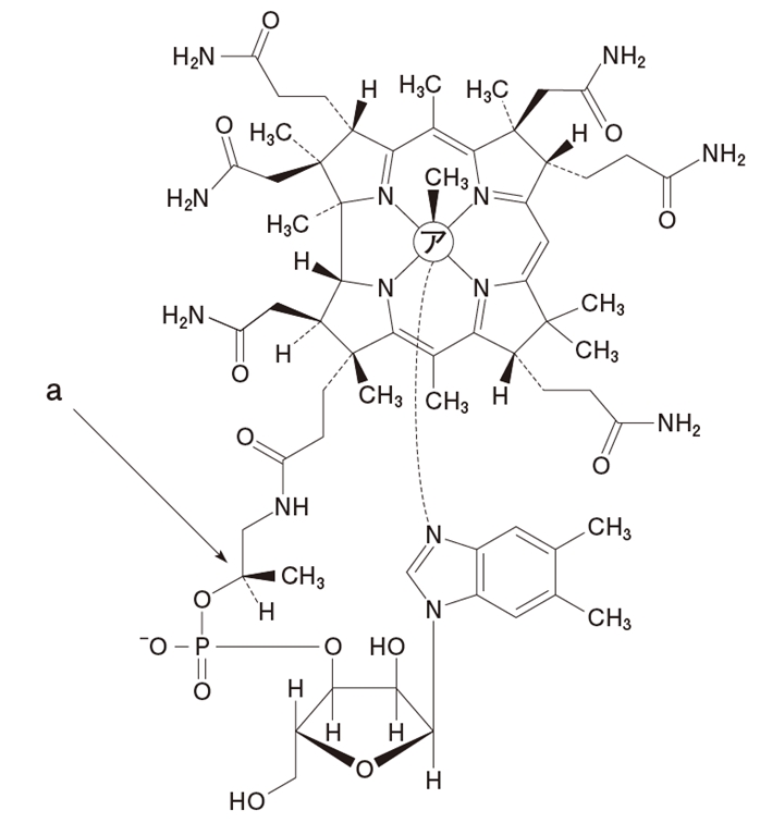 ビタミンB12 フラノース環,ベンゾイミダゾール,コリン環 106回薬剤師国家試験問101の3,4